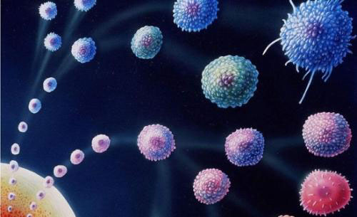 ��ϸ���͵�ԭ�� ��ϸ��ƫ����Ҫ������